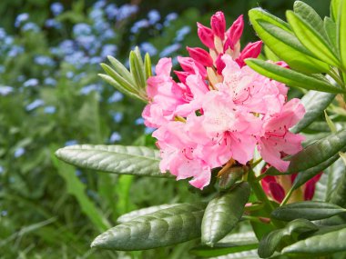 Rhododendron Haaga buds in garden: beginning of flowering.