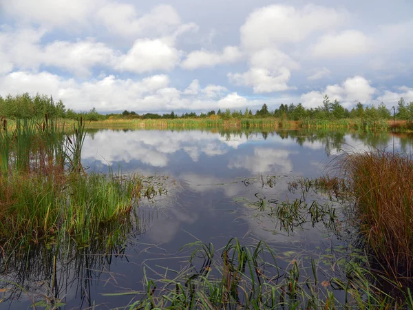 Nature of Northern Europe: swamp, nature reserve, reflection of clouds in water, calm place.