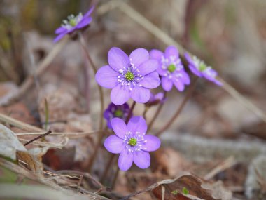Hepatica Nobilis in bloom: few flowers, clear weather, april, nordic nature, finland.