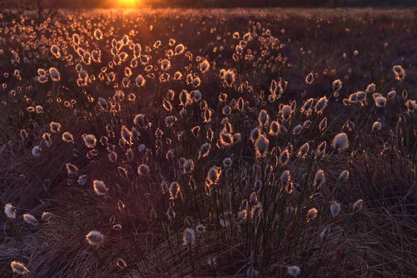 北ヨーロッパの湿地でのエリオポラムの開花 日当たりの良い — ストック写真