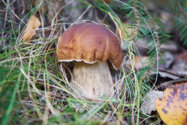 Mantarlar sonbahar yeşilliklerinde saklanır: Boletus edulis, orman hasadı, en iyi sessiz avda bulunur..