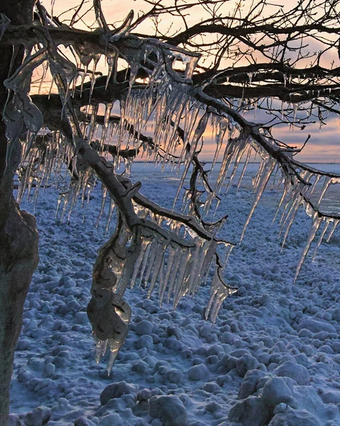 Bäume Eis Nach Wintersturm Der Küste Des Finnischen Meerbusens Bei — Stockfoto