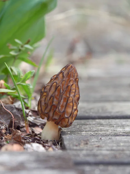 春天的蘑菇莫舍拉生长在房子附近的花园里 — 图库照片