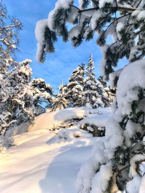 Kışın kayalık dağ yamacı ve çam ormanı: çok kar, kuzey Avrupa doğası, Fince Tuusula.