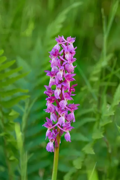 Orchis - wild orchid at Aland Islands, close up, Northern nature in summer.