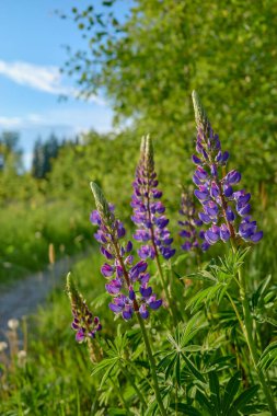 Kuzey Avrupa 'nın orman ve tarlaları: çok renkli lupinler, Finlandiya' nın Tuusula kentindeki Lupinus, Haziran ayında.