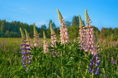 Kuzey Avrupa 'nın orman ve tarlaları: çok renkli lupinler, Finlandiya' nın Tuusula kentindeki Lupinus, Haziran ayında.