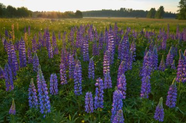 Kuzey Avrupa 'nın orman ve tarlaları: çok renkli lupinler, Finlandiya' nın Tuusula kentindeki Lupinus, Haziran ayında.