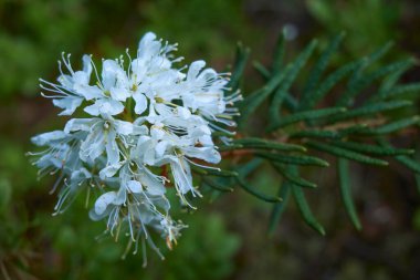 Kuzey Avrupa 'nın çiçekleri: Haziran ayında Sipoonkorpi Milli Parkı' nda yabani biberiye, rhododendron tomentosum, ledum palustre.