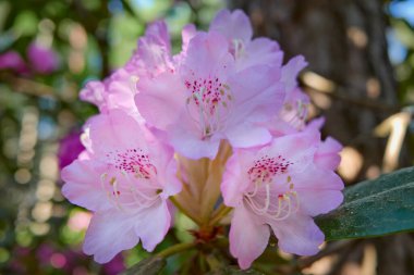 Rododendron, Finlandiya 'nın başkenti Helsinki' nin bir banliyösü olan Haaga Rhododendron Park 'ta, Haziran ayında çiçek açar..