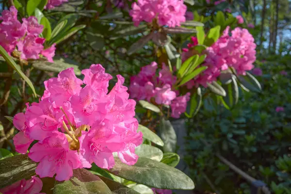 stock image Rhododendron blooms in a European park: June, Haaga Rhododendron Park, a suburb of the Finnish capital Helsinki.