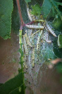 Ermin kuş kiraz güvesinin parazit tırtıllarının yaşadığı bir ağda kuş kiraz yaprakları..