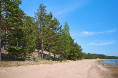 Yazın Hanko Yarımadası 'nın Lappohjanranta kıyısı ve Baltık Denizi Körfezi Körfezi..