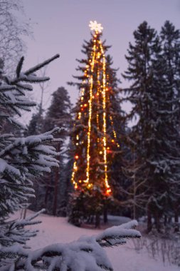 Kerava, Finlandiya, Ollilalampi göleti yakınlarında Noel süslü bir çam ağacı.