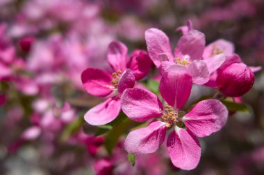 Bahçedeki elma ağaçları mayıs ayında çiçek açar: çiçekler kapanır.
