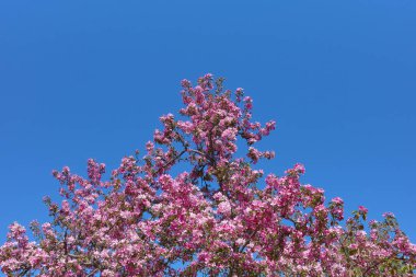 Bahçedeki elma ağaçları mayıs ayında çiçek açar..