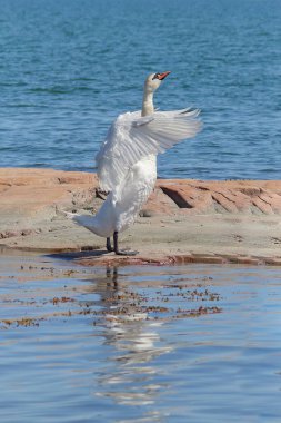 Swan in Nt National Park on the land Islands: Northern European nature in summer, Cygnus olor. clipart