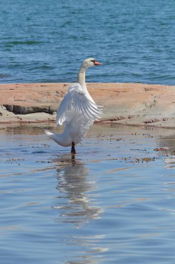 Swan in Nt National Park on the land Islands: Northern European nature in summer, Cygnus olor. clipart