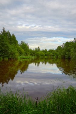 Orman nehri: Yaz ortası, nehir çiçekleri, bulutların yansıması, Karelian Isthmus, Sestroretskoe bataklığı.
