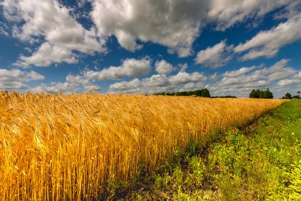 农业夏季风景 金色的成熟小麦或黑麦田 — 图库照片