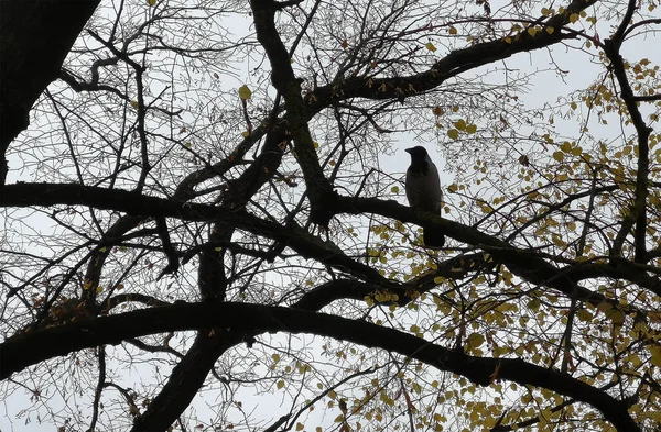 Silhouette Oiseau Corbeau Parmi Les Branches Automnales Parc Ville — Photo