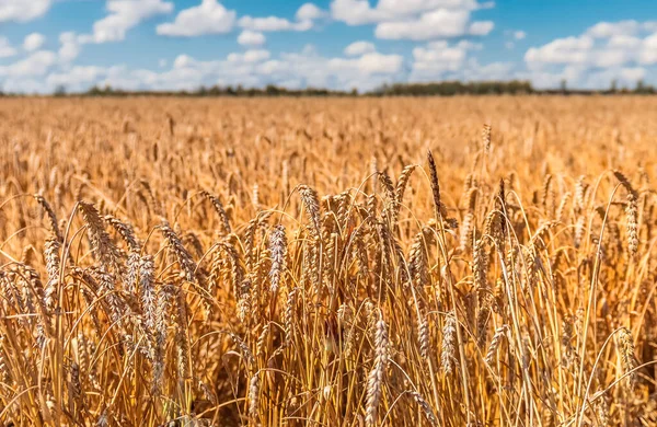 Сільськогосподарський Ландшафт Полем Дозрівання Пшениці Крупним Планом Вуха Передньому Плані — стокове фото