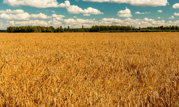 农业乡村风景与成熟的麦田 美丽的夏季积云 — 图库照片
