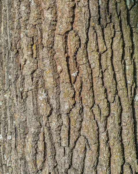 Texture Wooden Bark Closeup Bark Old Ash Tree Fraxinus Americana — Stock Photo, Image