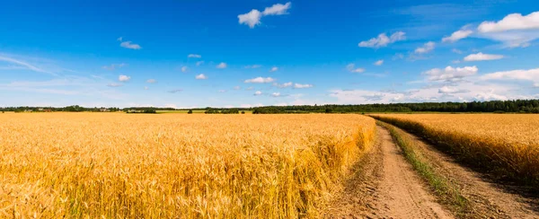 Сільськогосподарський Ландшафт Полем Дозрівання Пшениці Диких Квітів Передньому Плані — стокове фото