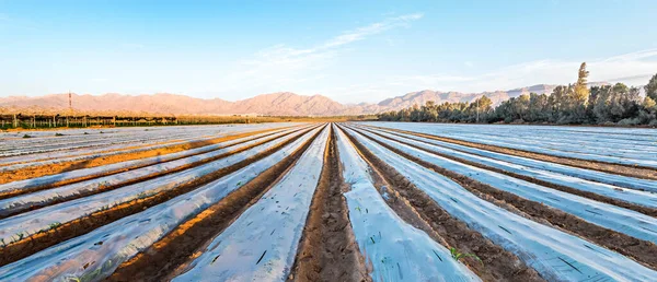 stock image Field with seeds and young plants of corn covered by plastic film against wild migrating birds. Sustainable and GMO free agriculture industry in desert and arid areas of the Middle East