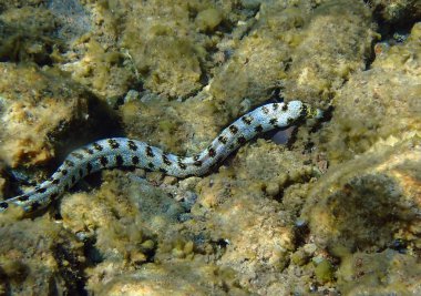Moray yılan balığı Snowflake Moray, bilimsel adı Echidna nebulosa, mercan resiflerinde yaşar ve gece yırtıcısıdır, Kızıldeniz, Sina, Orta Doğu