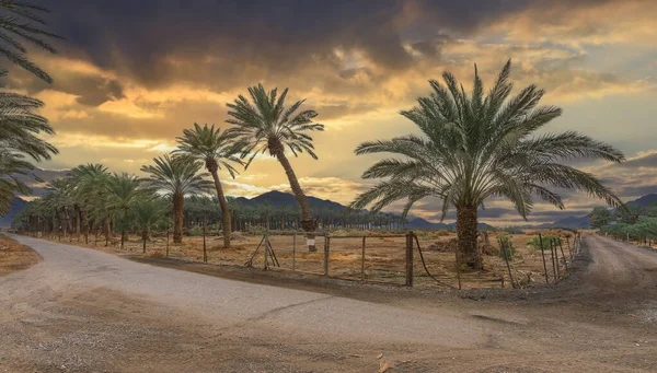 Plantation of date palms at sunset. Image depicts sustainable and GMO free agriculture industry in desert and arid areas of the Middle East