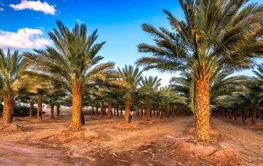 Industrial plantation of date palms. Desert and arid sustainable agriculture industry intended for GMO free and healthy food production in the Middle East