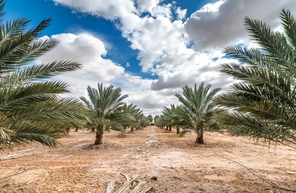 stock image Young plantation of date palms intended for healthy and GMO free food production. Dates agriculture is rapidly developing sustainable industry in desert and arid areas of the Middle East