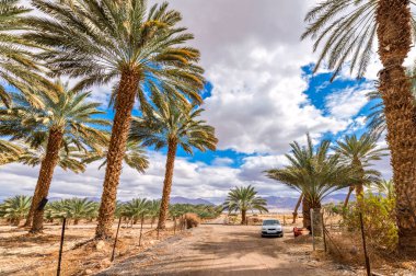 Sağlıklı ve GDO 'suz gıda üretimi için tasarlanmış hurma ağaçları arasında yol. Tarihler, Orta Doğu 'nun çöl ve çorak bölgelerinde hızla sürdürülebilir sanayi geliştiriyor.
