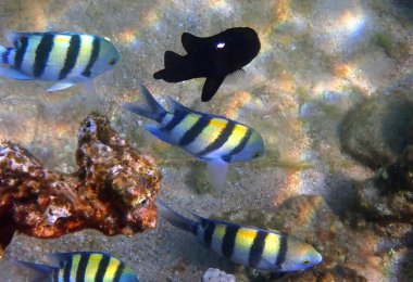 Başçavuşluk okulunun yakın çekimleri, balıklar Pomacentridae familyasına ait, bilimsel adı Abudefduf Saxatilis, Kızıldeniz 'in sığ sularında yaşar, Orta Doğu' da.