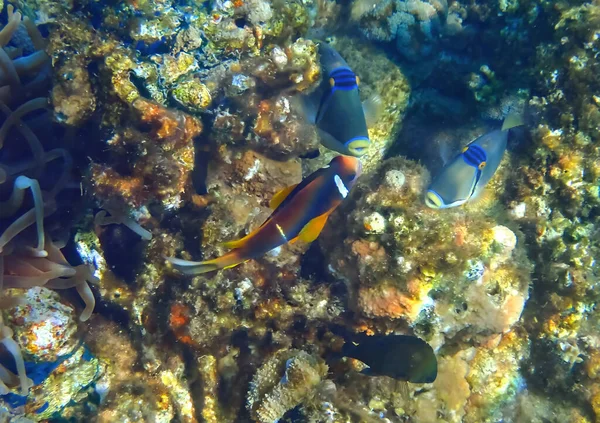 Życie Raf Koralowych Koncepcja Różnorodności Biologicznej Ekosystemów Morskich Nienaruszonych Działalnością — Zdjęcie stockowe