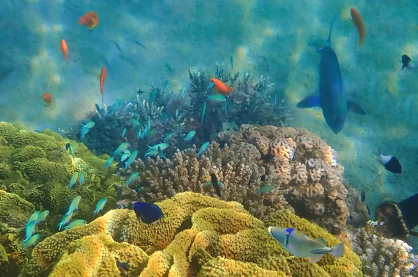 Maravilhosa Área Natural Conceito Biodiversidade Ecossistemas Marinhos Tropicais Que Ainda — Fotografia de Stock