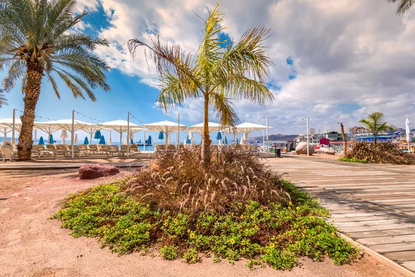Palmas Decorativas Praia Pública Central Mar Vermelho Eilat Estância Turística — Fotografia de Stock