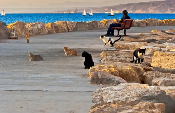 Evening scene with school of domestic cats and man looking at the distance on stone walking pier at the Red Sea