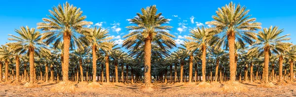 stock image Panoramic view on date palms plantation, Middle East