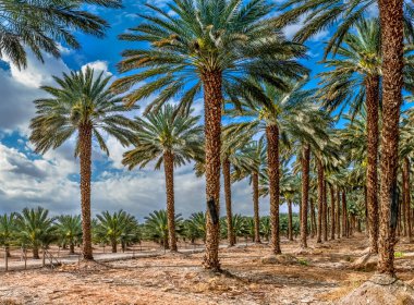 Sağlıklı ve GDO 'suz gıda üretimi için tasarlanmış hurmalıkların ekimine bakın. Tarihler, Orta Doğu 'nun çöl ve çorak bölgelerinde hızla sürdürülebilir sanayi geliştiriyor.