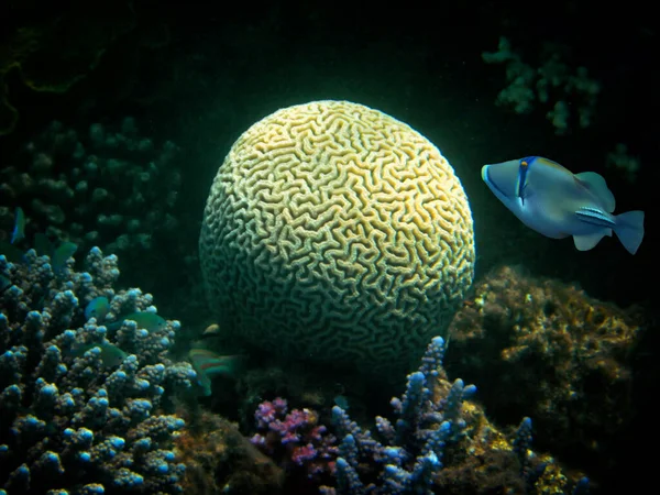 Coral Cerebral Corais Exóticos Com Nome Picasso Trigger Fish Nome — Fotografia de Stock