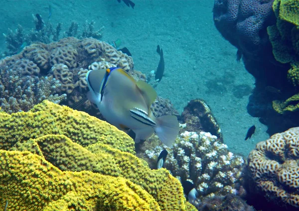 stock image Exotic coral fish with the name Picasso trigger-fish, scientific name is Rhinecanthus assasi , it belongs to the family Balistidae, endemic of the Red Sea and Persian gulf