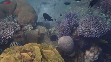 Kızıldeniz, Sina, Orta Doğu 'daki mercan resiflerinde yaşayan egzotik balıkların biyolojik çeşitliliği