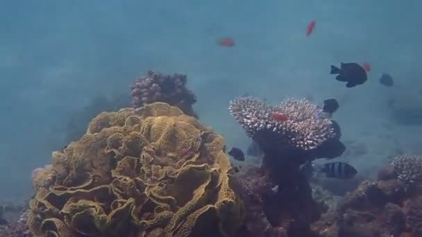 Biodiversiteit Van Exotische Vissen Koraalriffen Aan Rode Zee Sinaï Midden — Stockvideo