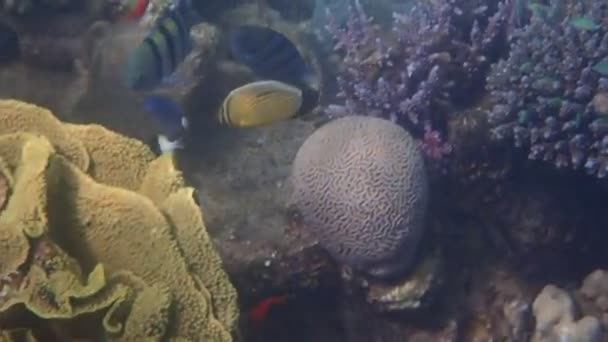 Biologisk Mångfald Exotiska Fiskar Som Lever Korallrev Vid Röda Havet — Stockvideo