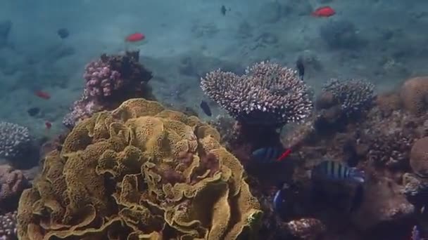 珊瑚礁的生命 仍然未受人类活动影响的海洋生态系统生物多样性概念 — 图库视频影像