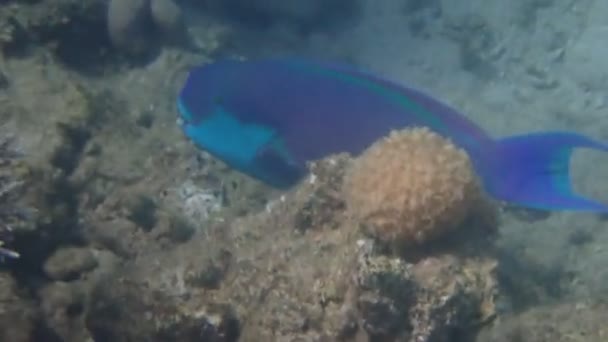 サンゴ礁の周りのオウム魚の水泳 それは強い歯と鮮やかな色のパターンを持つくちばしのような歯の骨のために命名され それは他のエキゾチックな魚と一緒にサンゴ礁を生息させます — ストック動画