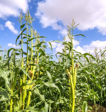 Olgunlaşan mısır bitkilerinin tarım tarlası. En üstte erkek çiçek püskülleri ve bitkinin ortasında da dişilerin kulaklarında ipeklerin olduğu koçanlar var. 